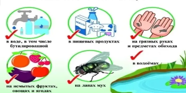 Профилактика острых кишечных инфекций