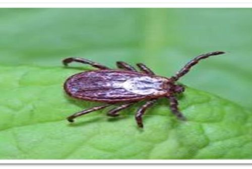 Рисунок1 ОСТОРОЖНО, КЛЕЩИ!